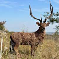 Read Apex Hunting Reviews