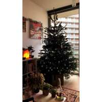 Read Christmas Trees Liverpool Reviews