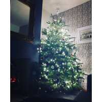 Read Christmas Trees Liverpool Reviews