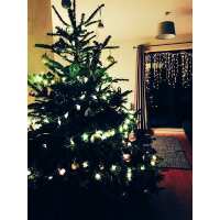 Read Christmas Trees Preston Reviews