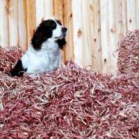 Read Lion Country Supply Reviews