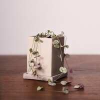 Read Anther + Moss Reviews