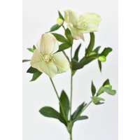 Read HouseFloral Reviews
