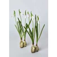 Read HouseFloral Reviews