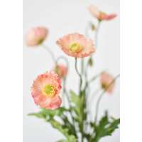 Read HouseFloral Reviews