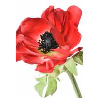 Read HouseFloral Reviews