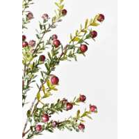 Read HouseFloral Reviews