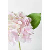 Read HouseFloral Reviews