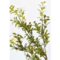 Read HouseFloral Reviews