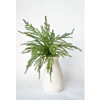 Read HouseFloral Reviews