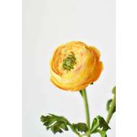 Read HouseFloral Reviews