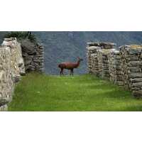 Read Indus Travels Inc. Reviews