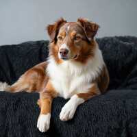 Read PetLab Reviews