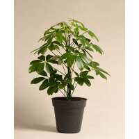 Lesen feey CH Bewertungen