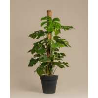 Lesen feey CH Bewertungen