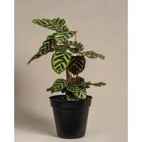 Lesen feey CH Bewertungen