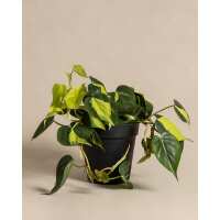 Lesen feey CH Bewertungen