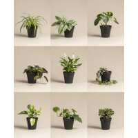 Lesen feey CH Bewertungen