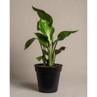 Lesen feey CH Bewertungen