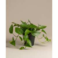 Lesen feey CH Bewertungen