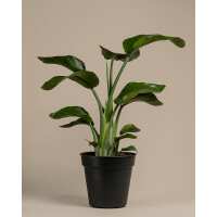 Lesen feey CH Bewertungen