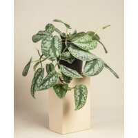 Lesen feey CH Bewertungen