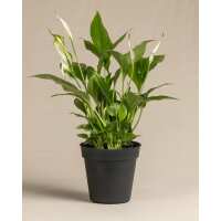 Lesen feey CH Bewertungen