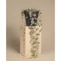 Lesen feey CH Bewertungen