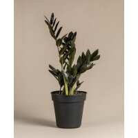 Lesen feey CH Bewertungen