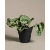 Lesen feey CH Bewertungen