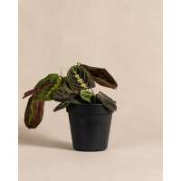 Lesen feey CH Bewertungen