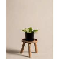 Lesen feey CH Bewertungen