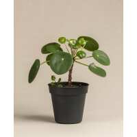 Lesen feey CH Bewertungen