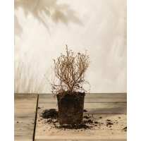 Lesen feey CH Bewertungen