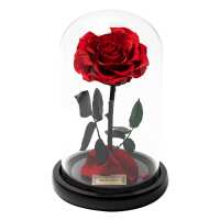 Lesen Infinity Flowerbox GmbH Bewertungen