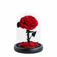 Lesen Infinity Flowerbox GmbH Bewertungen