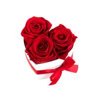 Lesen Infinity Flowerbox GmbH Bewertungen