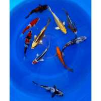 Read Play It Koi Reviews