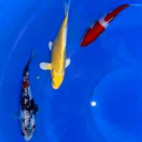 Read Play It Koi Reviews