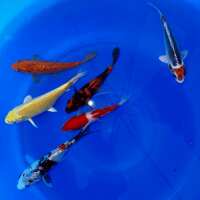 Read Play It Koi Reviews