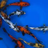 Read Play It Koi Reviews