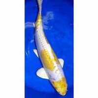 Read Play It Koi Reviews