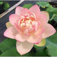 Read Play It Koi Reviews