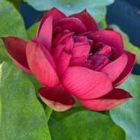 Read Play It Koi Reviews