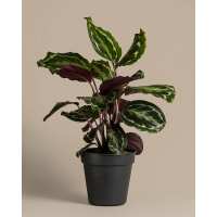 Lesen feey Bewertungen