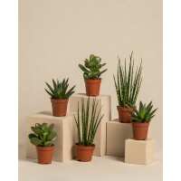 Lesen feey Bewertungen