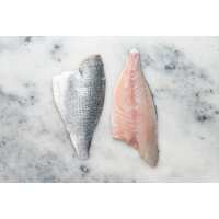 Read Regal Fish Reviews