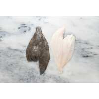 Read Regal Fish Reviews