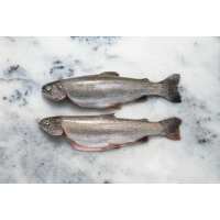 Read Regal Fish Reviews