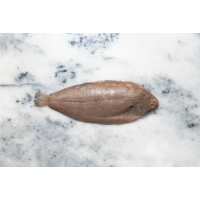 Read Regal Fish Reviews